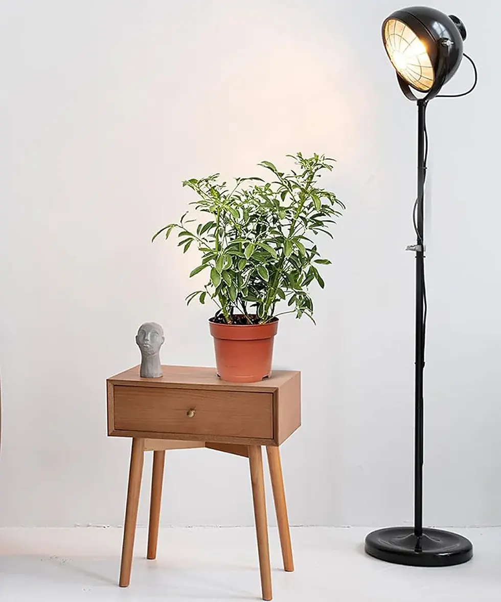 Royal Land Tree Philodendron plant on wooden table