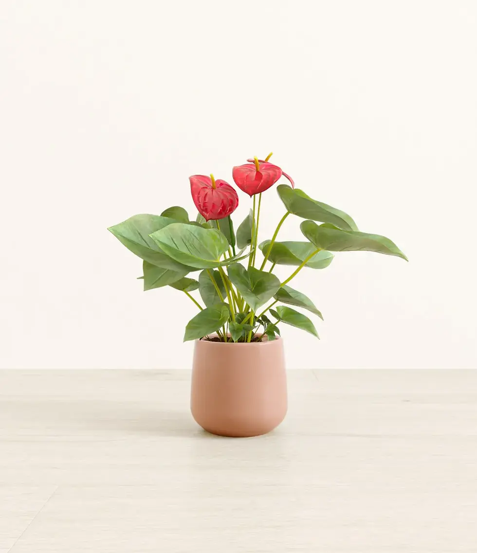 Red Anthurium plant in a pink pot