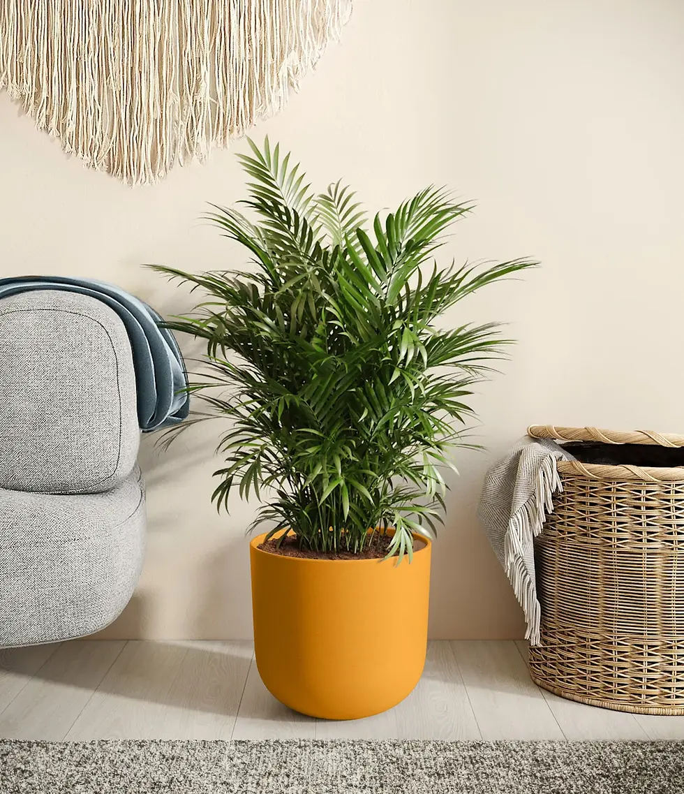 Parlor palm in an orange pot sits near a gray chair and woven basket