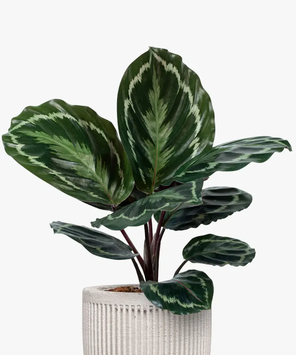 Potted plant with dark green patterned leaves in a white pot