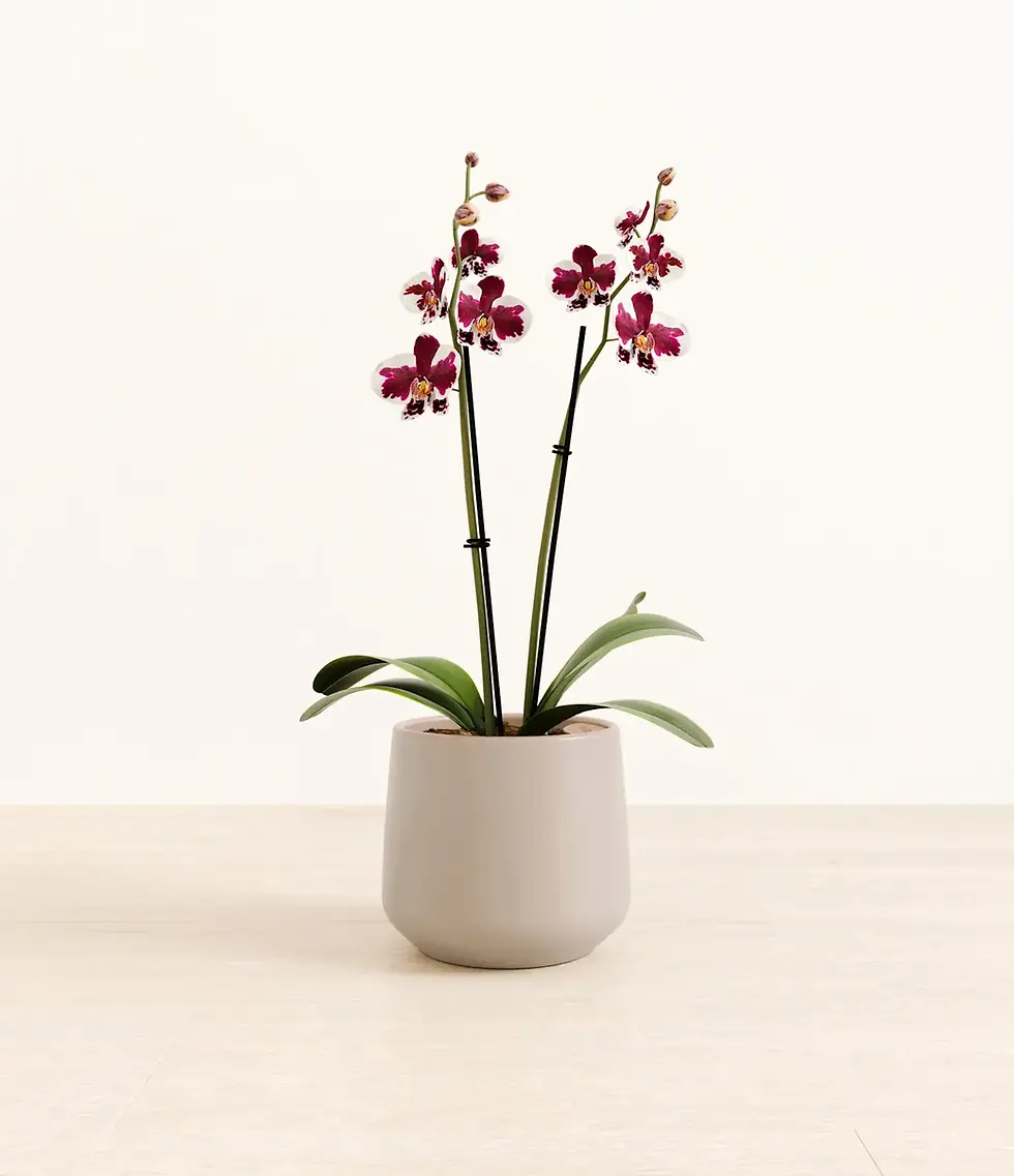 Purple Orchid in a gray pot