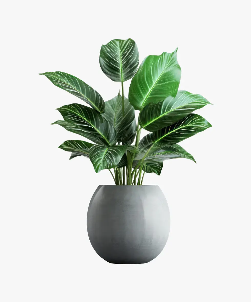 Royal Land Tree Philodendron Plant in a gray pot