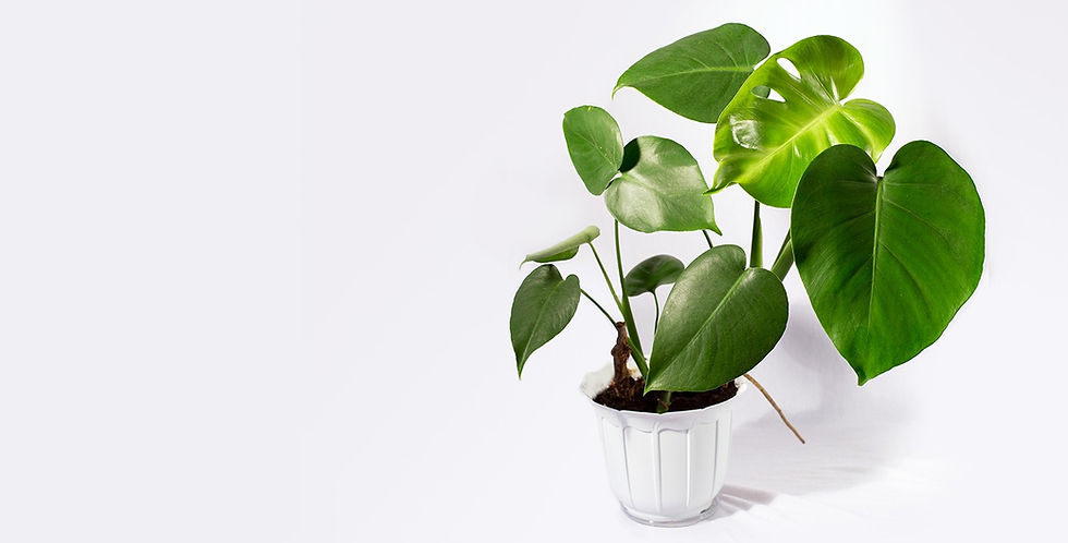 Monstera plant in white pot
