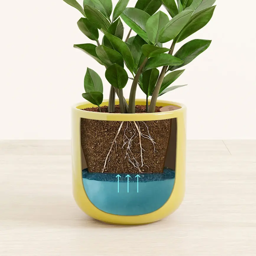 Plant's roots absorbing water from a self-watering pot