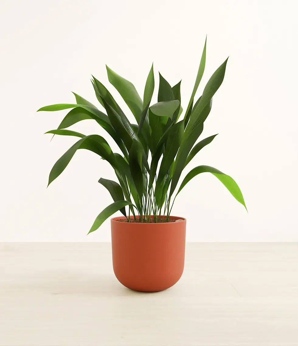 Aspidistra elatior houseplant in terracotta pot