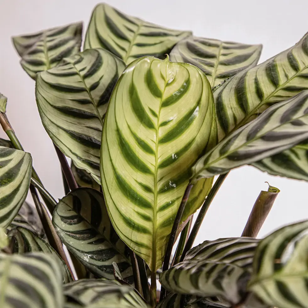 Striped Calathea plant leaves, home decor