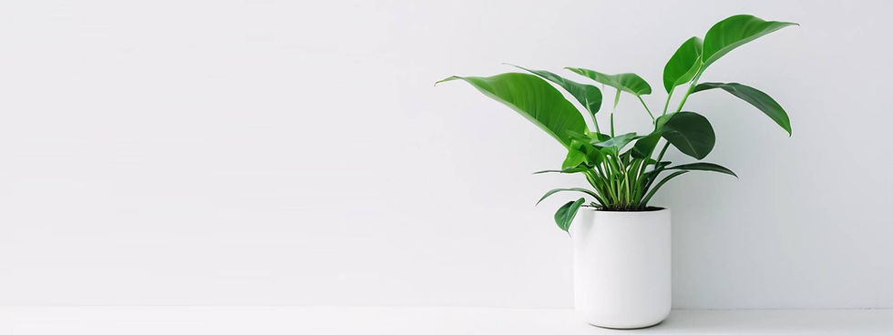 Lush green houseplant in a white pot