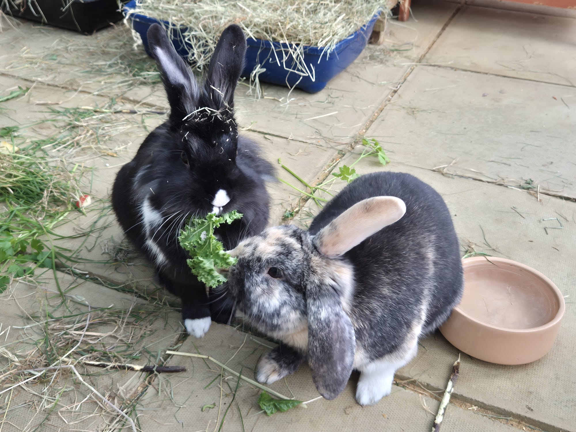 Ollie & Minette — photo 3