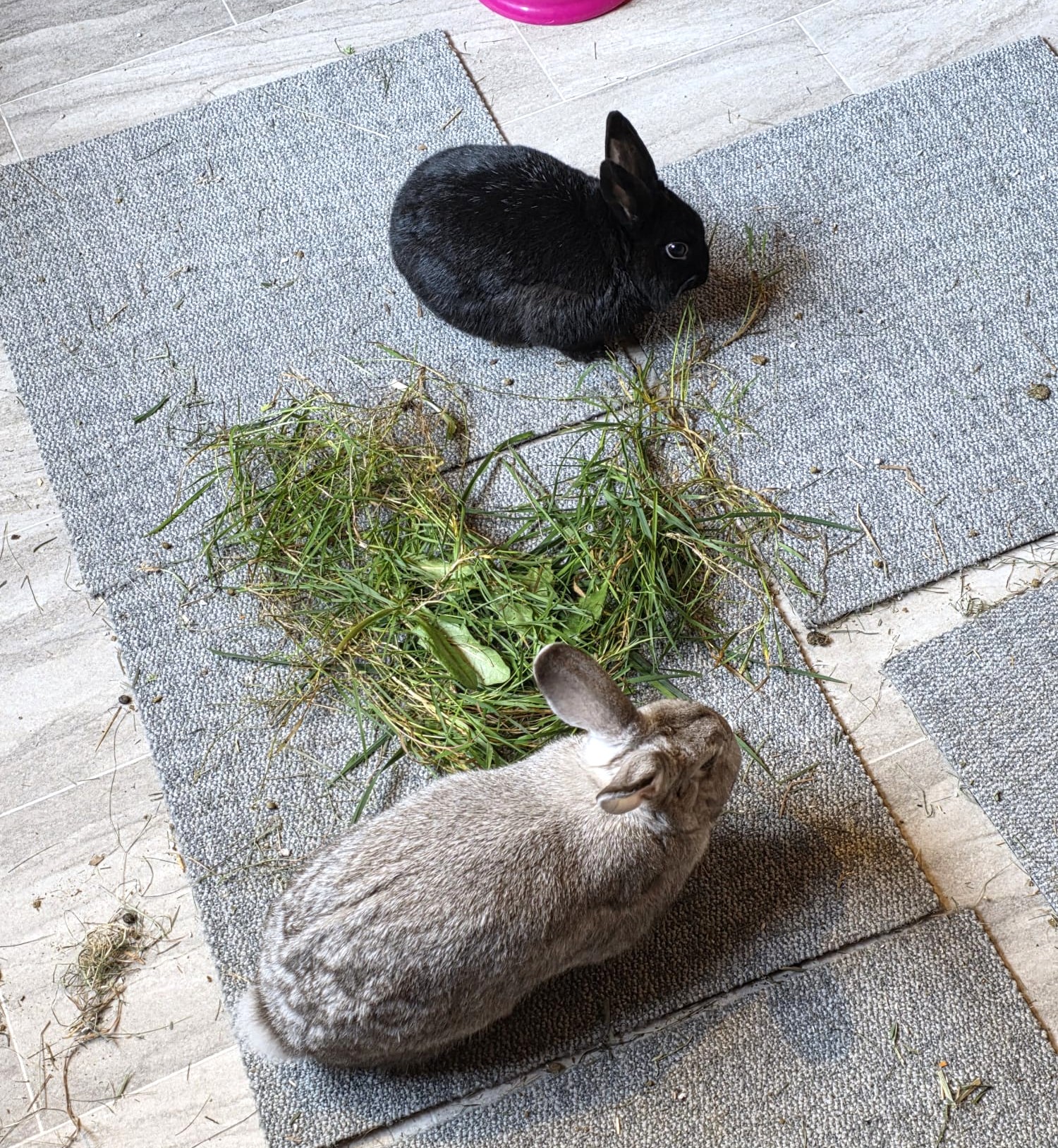 Blackberry and Bridie — photo 2
