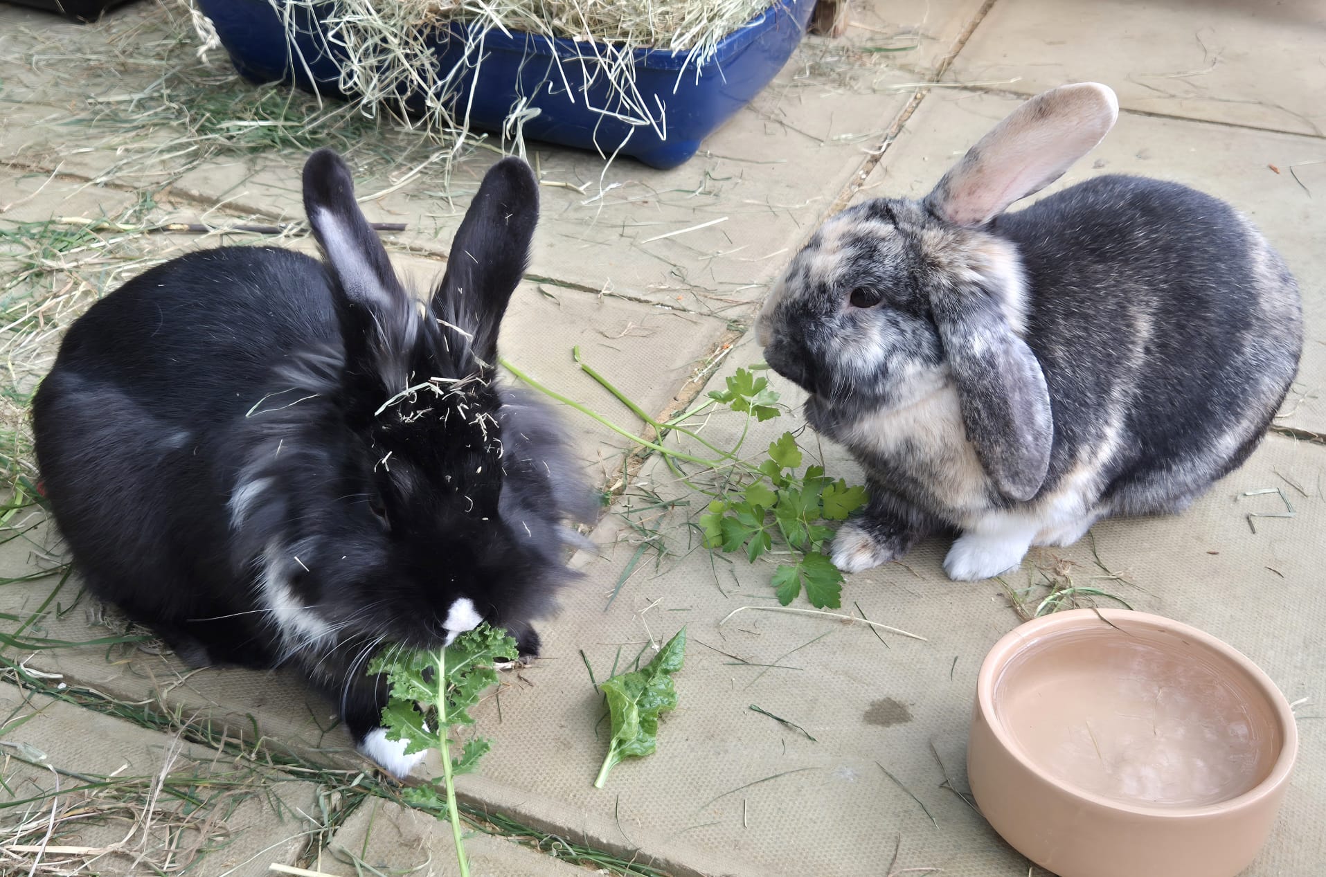 Ollie and Minette — photo 2