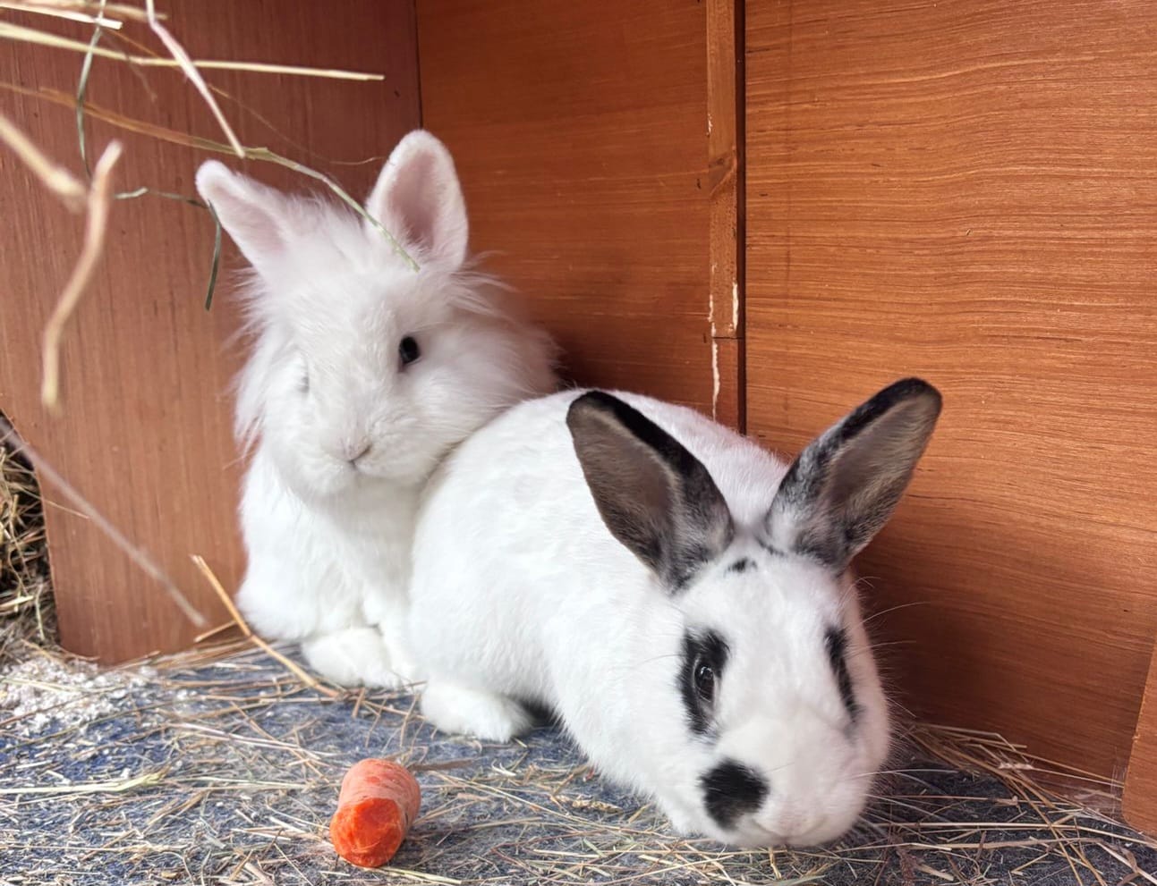 Zara and Zoltan