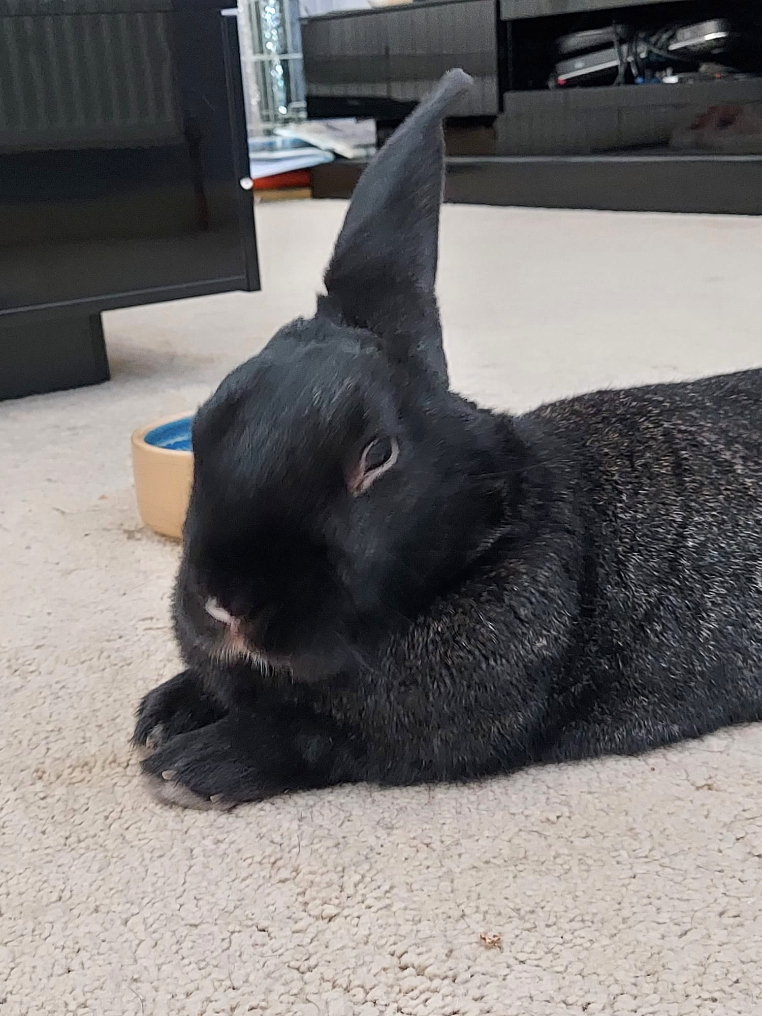 Thumper — photo 2
