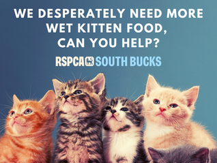 We urgently need wet kitten food!