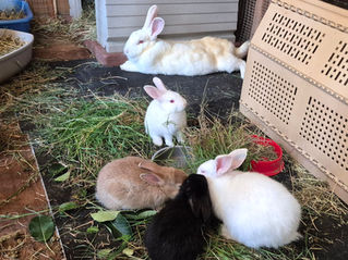 Family of rabbits cruelly dumped in Hughenden Park