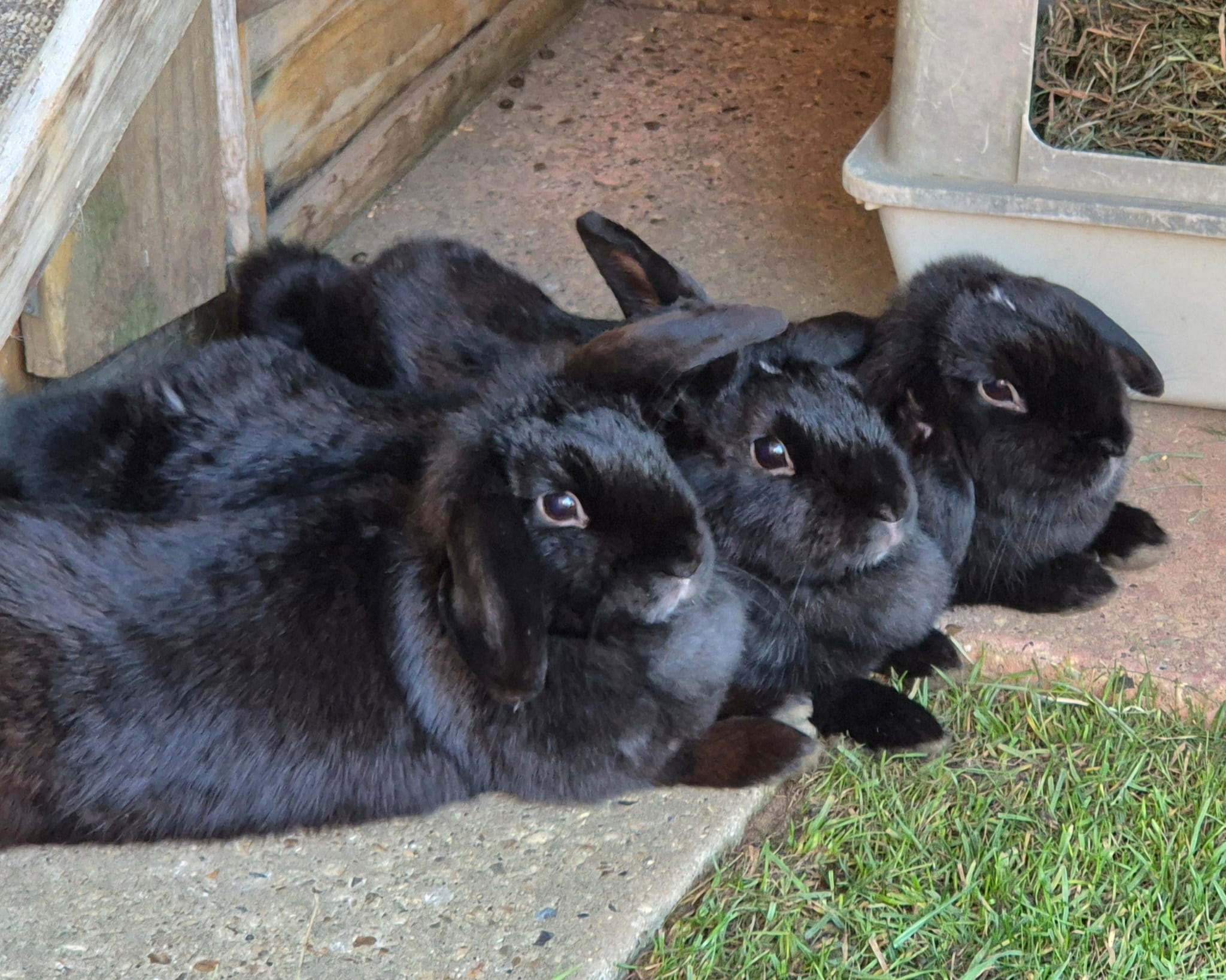 Jess & Isla & Emily — photo 1