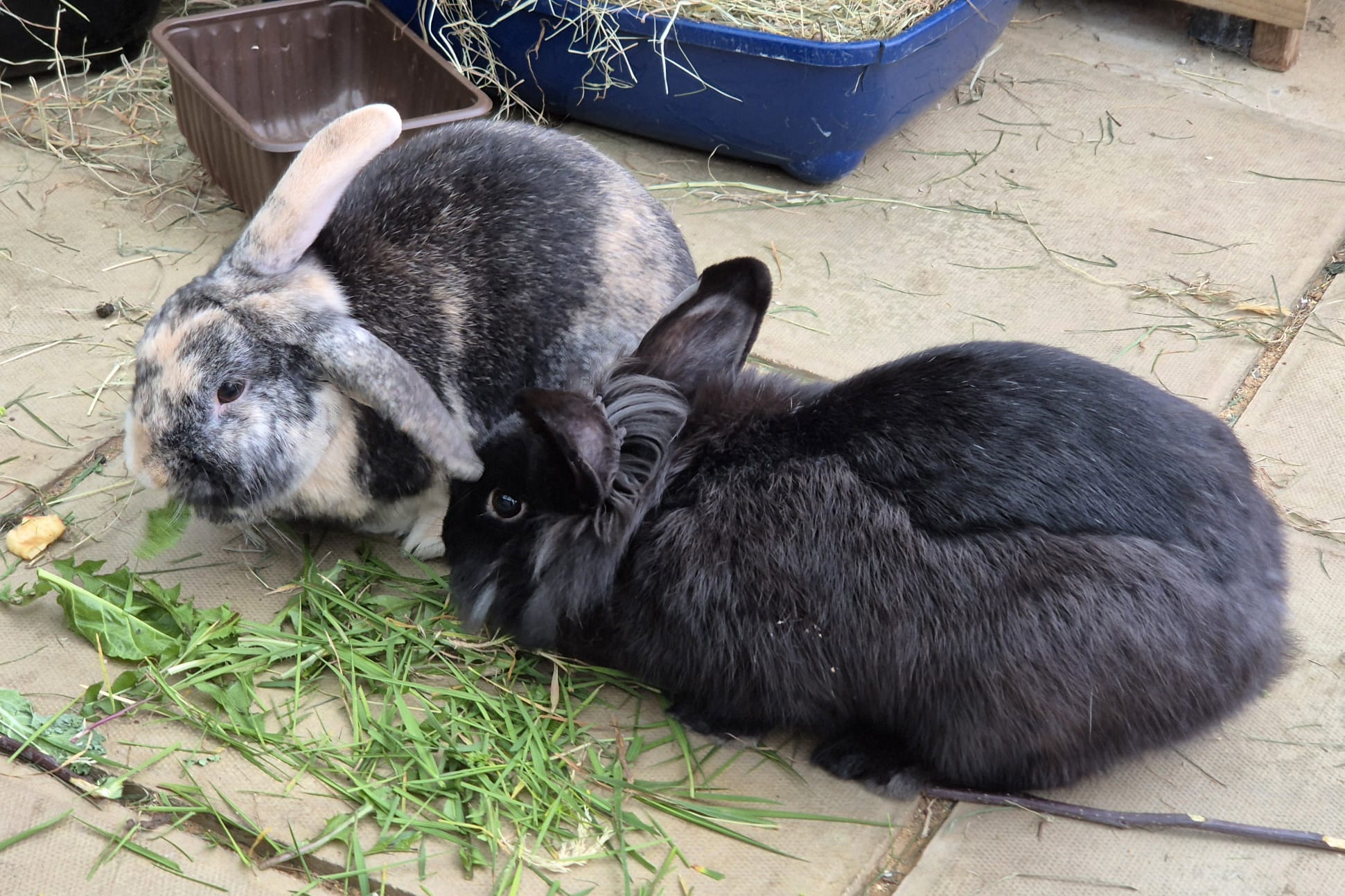 Ollie & Minette — photo 4