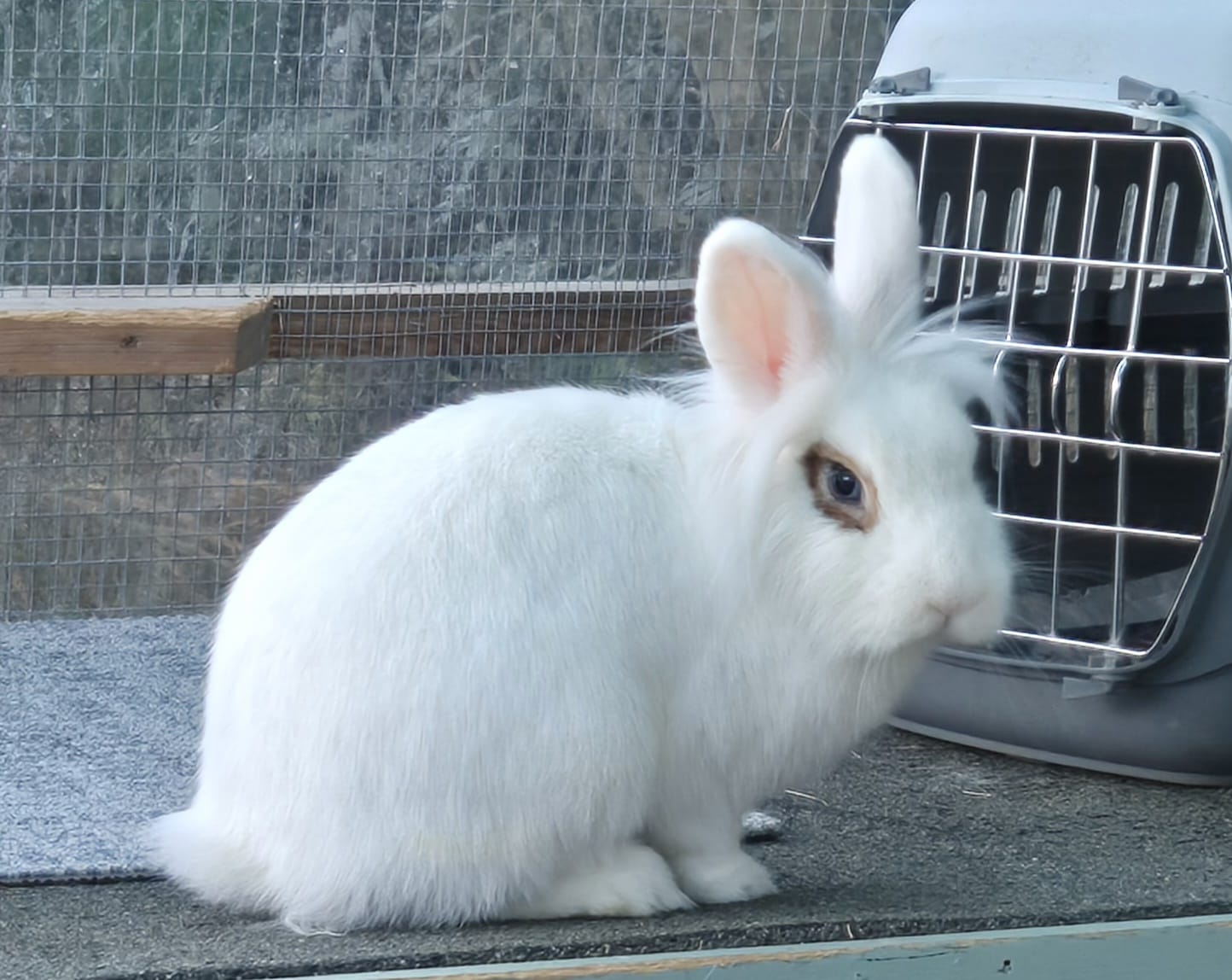 Zara and Zoltan — photo 2