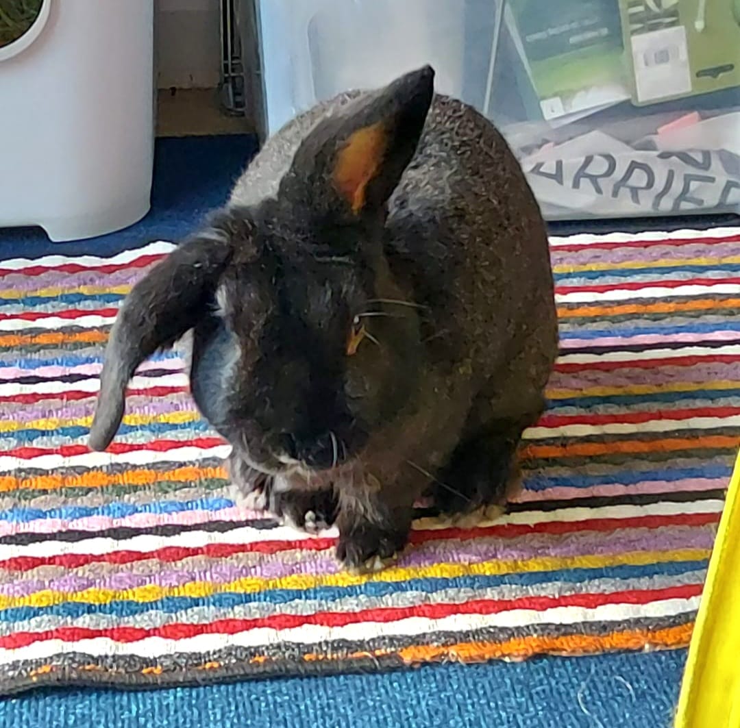 Thumper