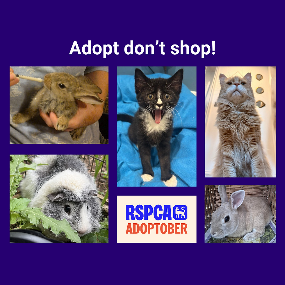 Adopt don't shop!