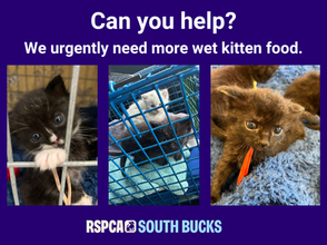 Can you help our hungry kittens?