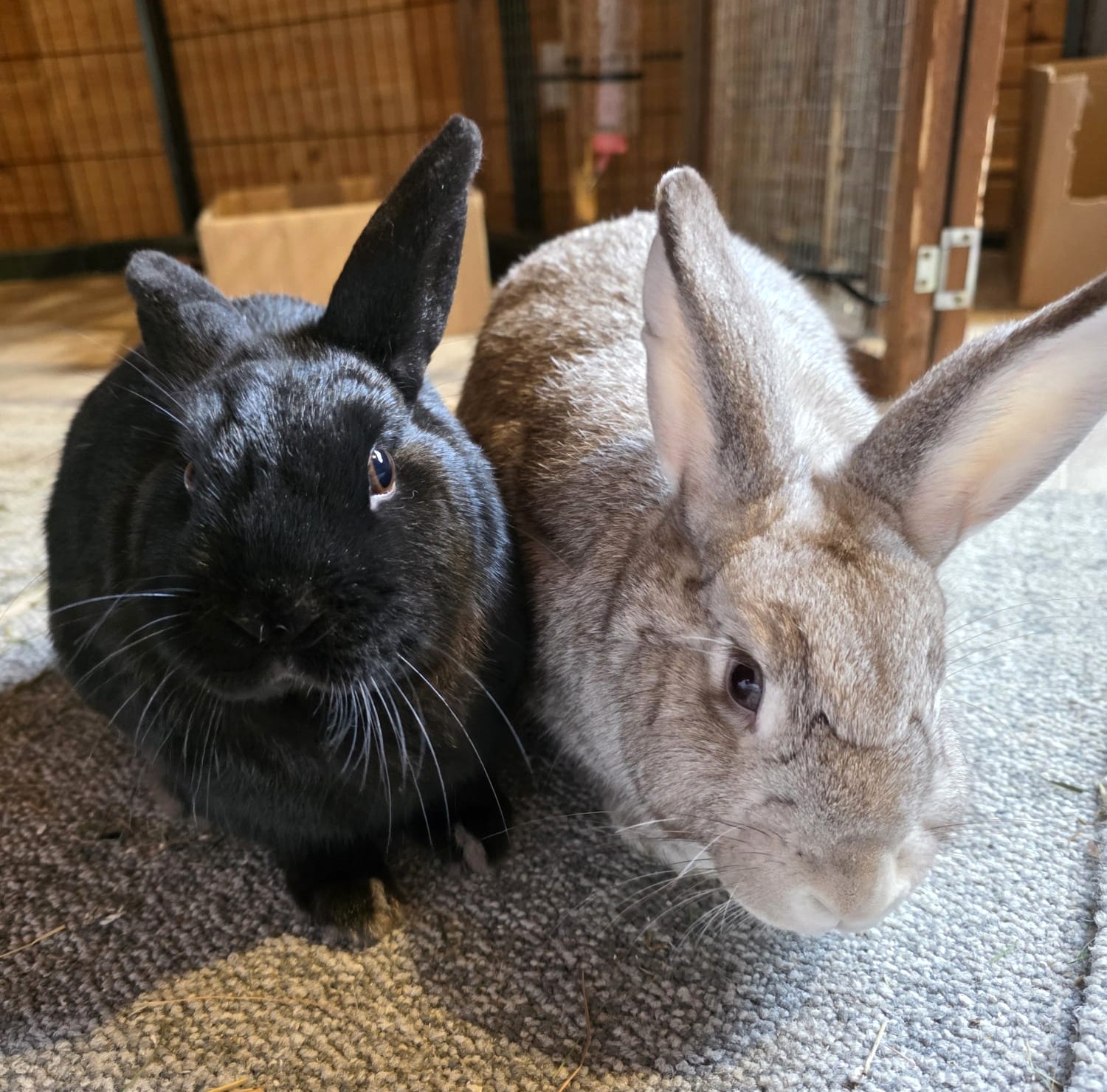 Blackberry and Bridie