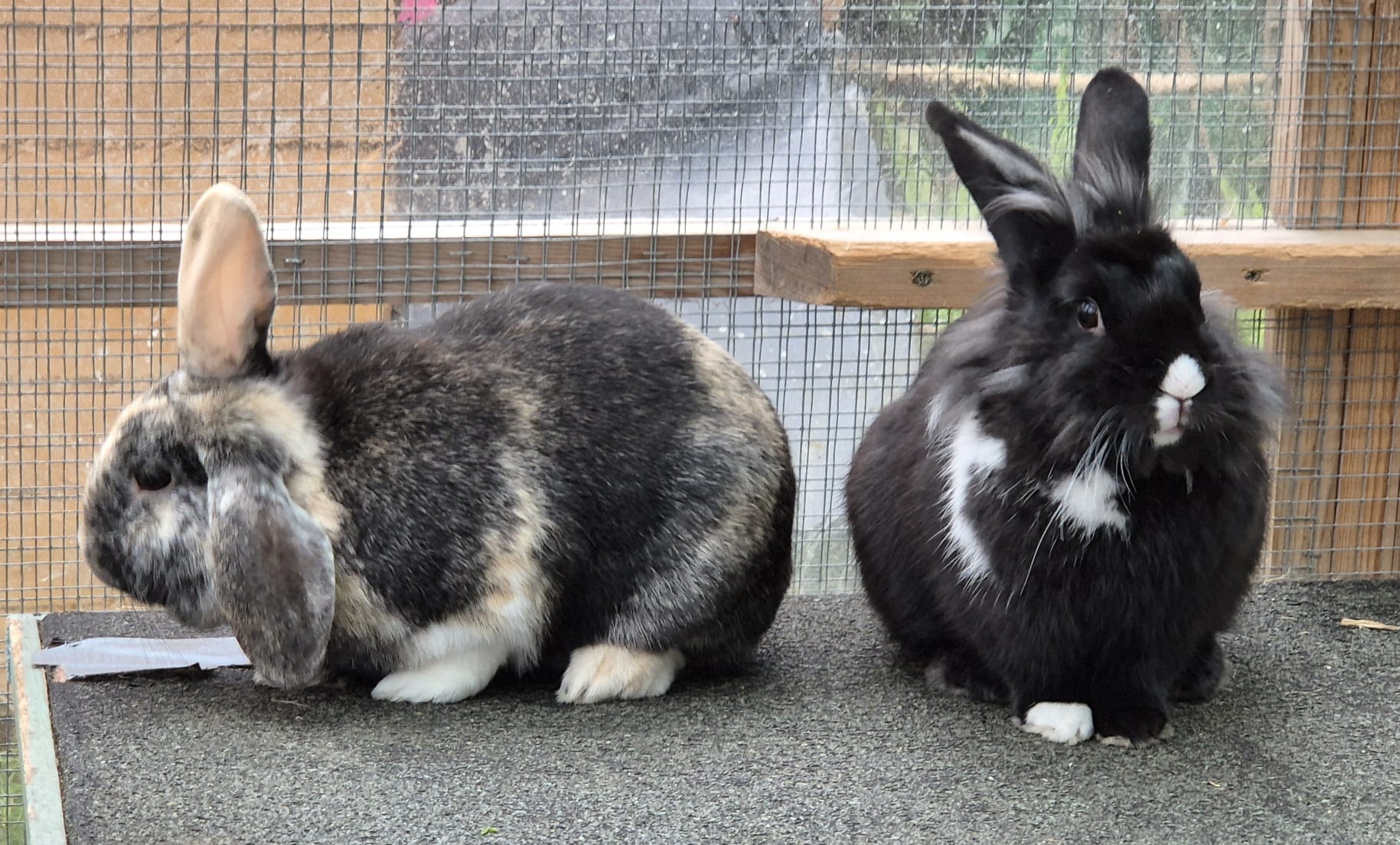 Ollie & Minette — photo 5