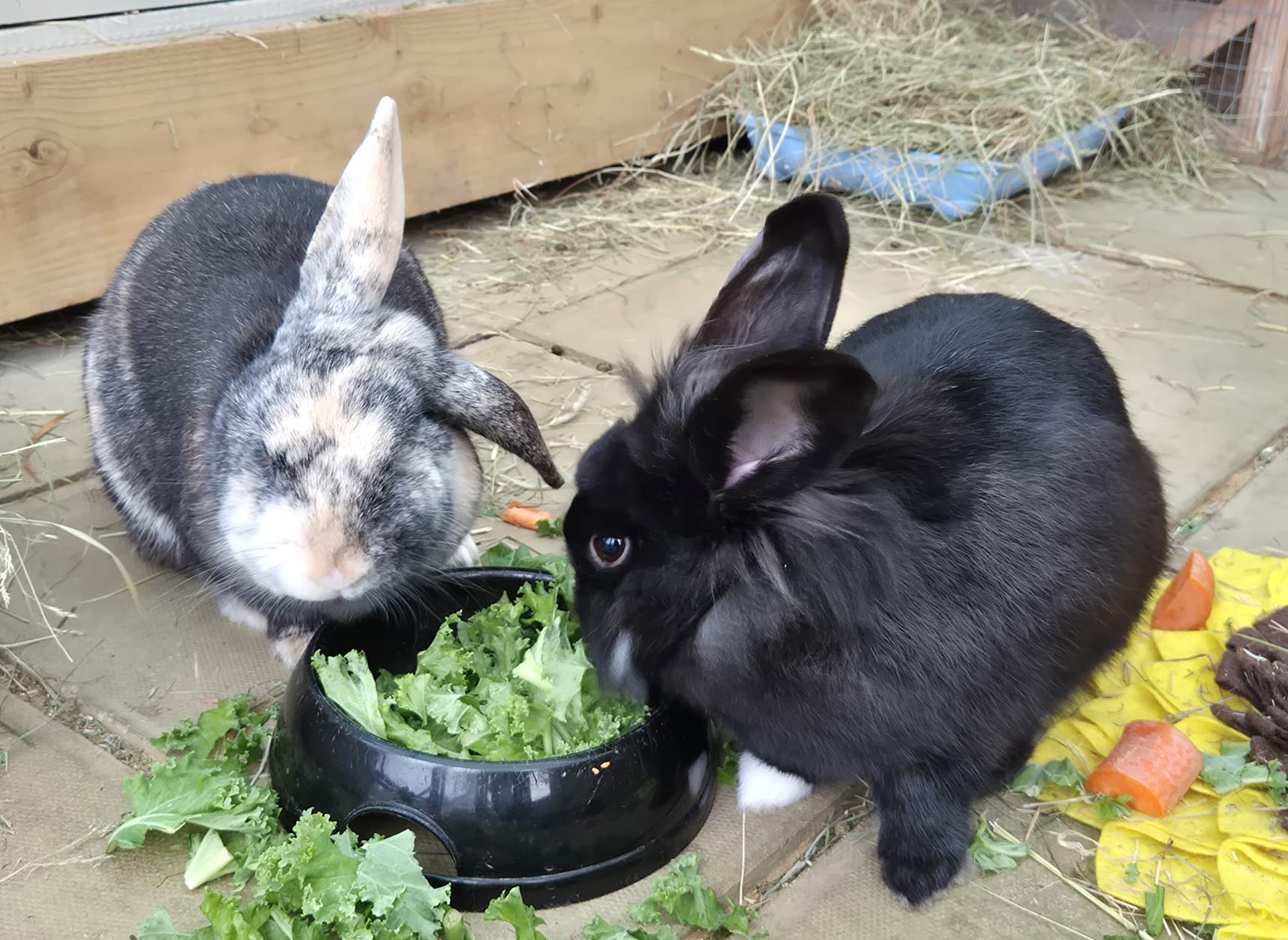 Ollie & Minette — photo 6