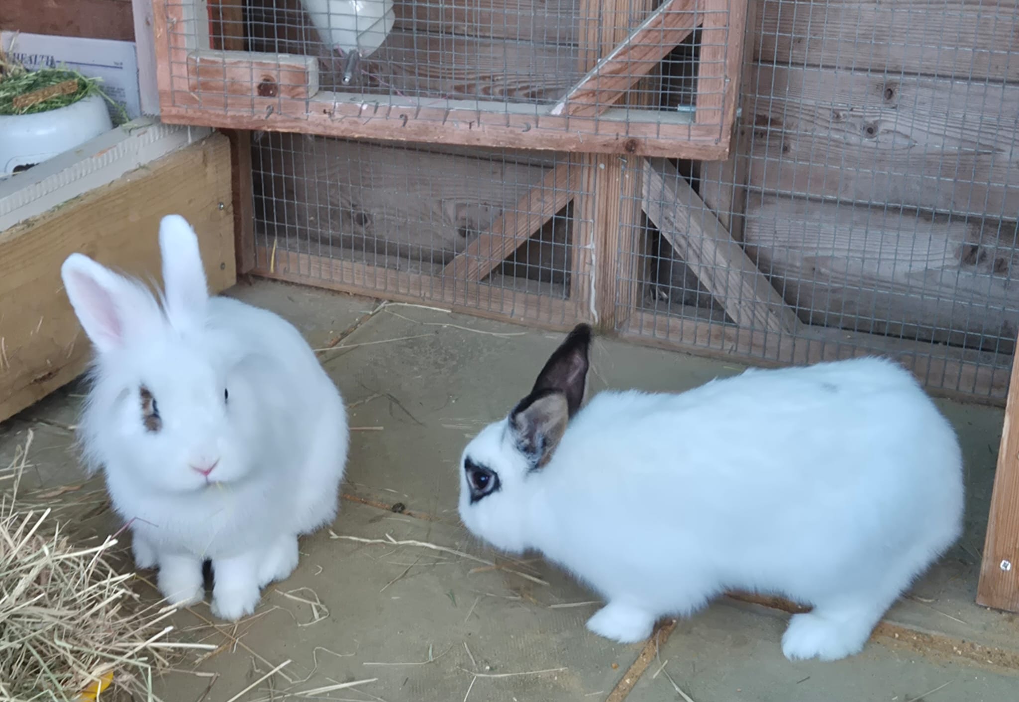 Zara and Zoltan — photo 3