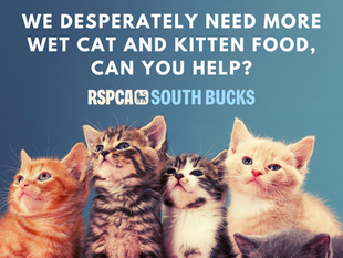 Can you help feed our cats?