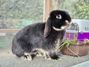 We need rabbit fosterers, can you help?