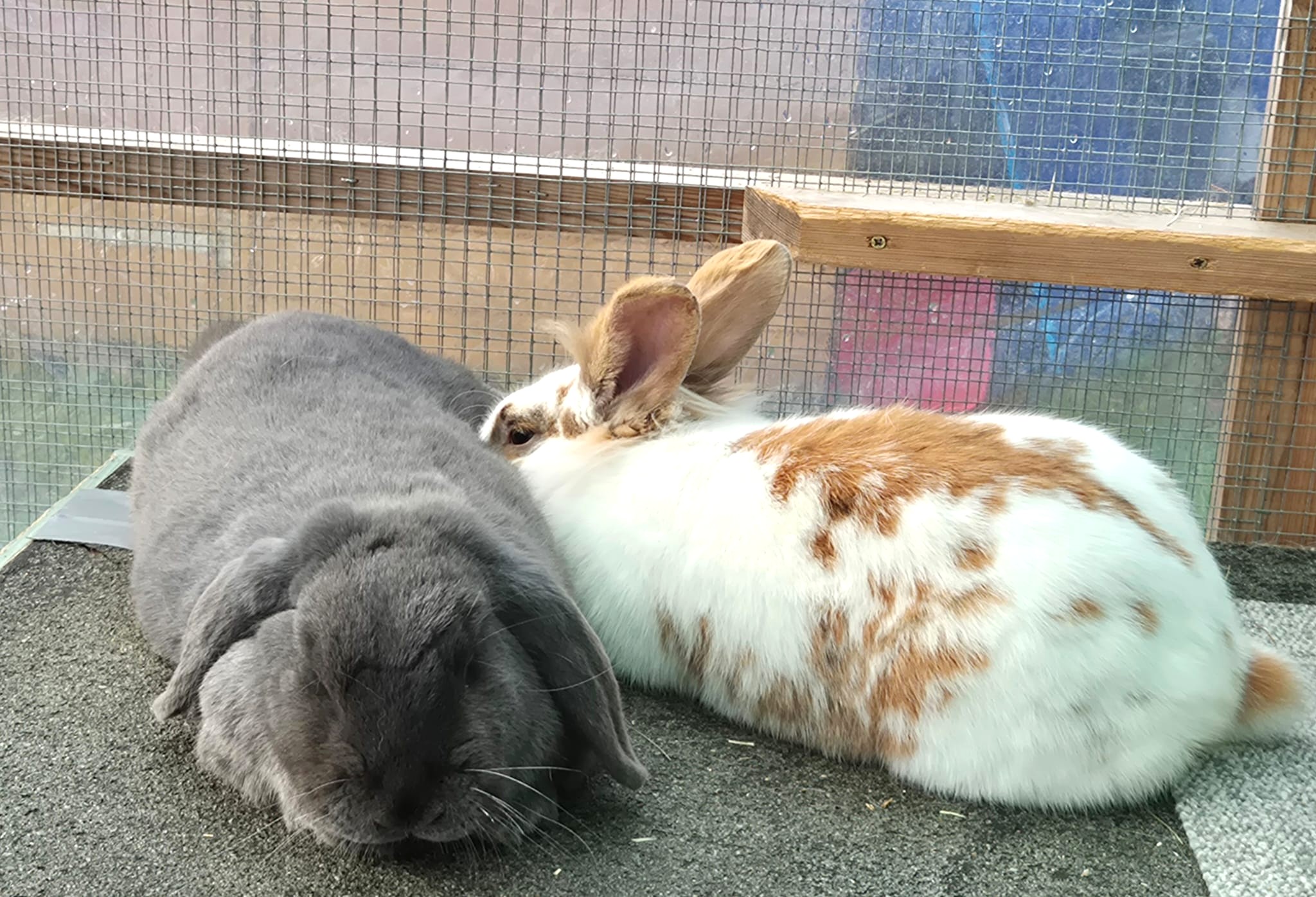 Georgia and Charlie — photo 3