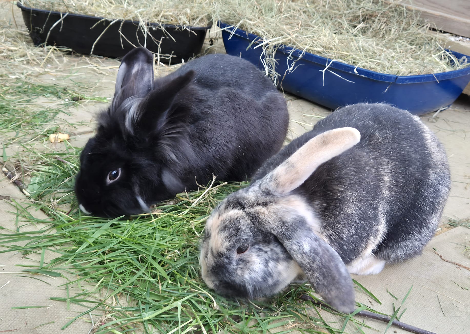 Ollie and Minette — photo 1