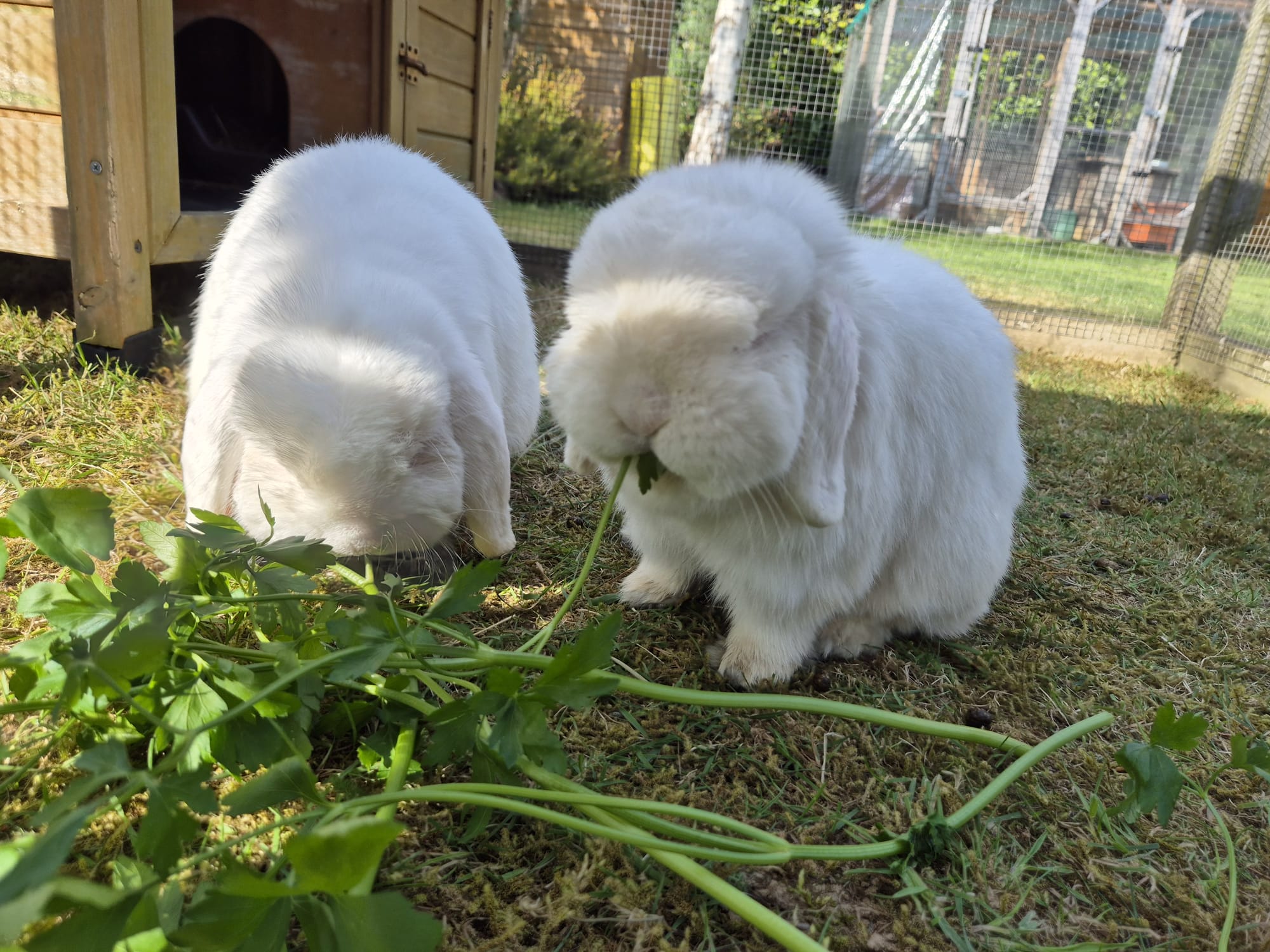 Gino and Gerald — photo 2
