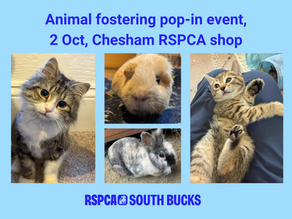 Are you interested in animal fostering?