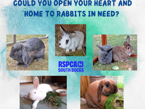 We urgently need rabbit fosterers