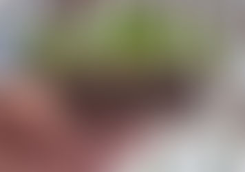 7 riscos na etapa do transplante da muda para a calha de hidroponia