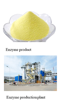 Enzyme industrial project TEC
