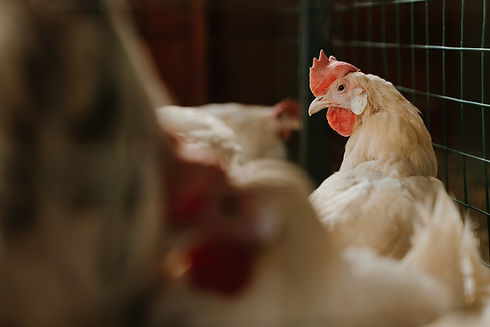 Poultry Sector Industrial Projects