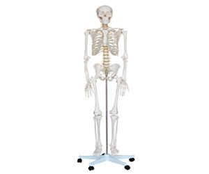 Life Size Skeleton 180cm Tall On A Pelvic Mounted Stand)