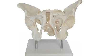 Adult Male Pelvis With Stand
