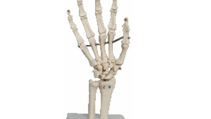 Life Size Hand Joint