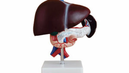 Liver, Pancreas And Duodenum Model