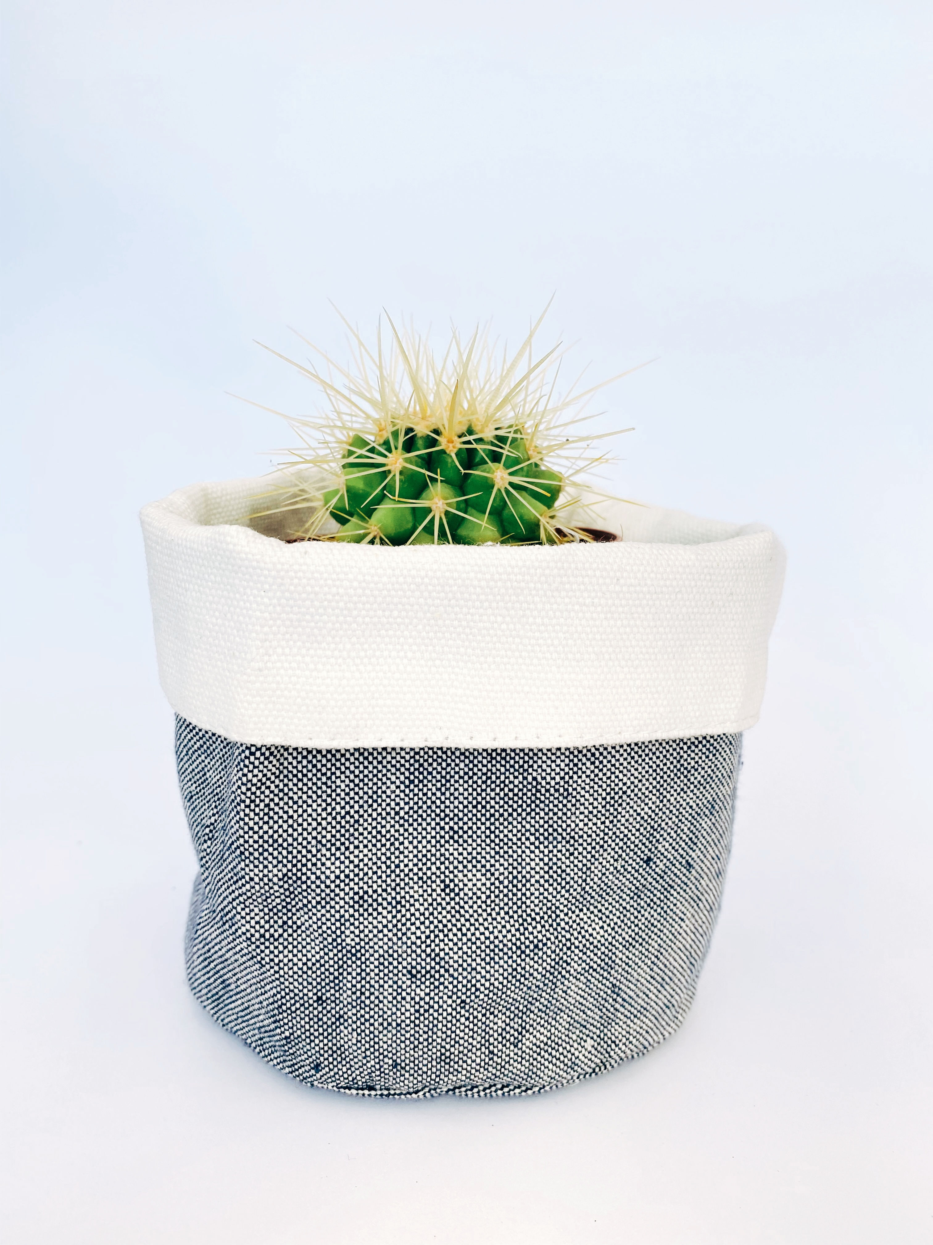 Cactus erizo - Asiento de suegra mini