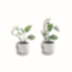 Miniatura: Soportes para plantas-tutor/parante