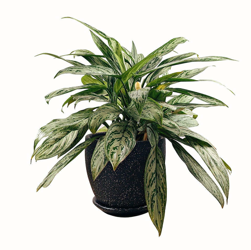 Miniatura: Kit Aglaonema + maceta dip negra