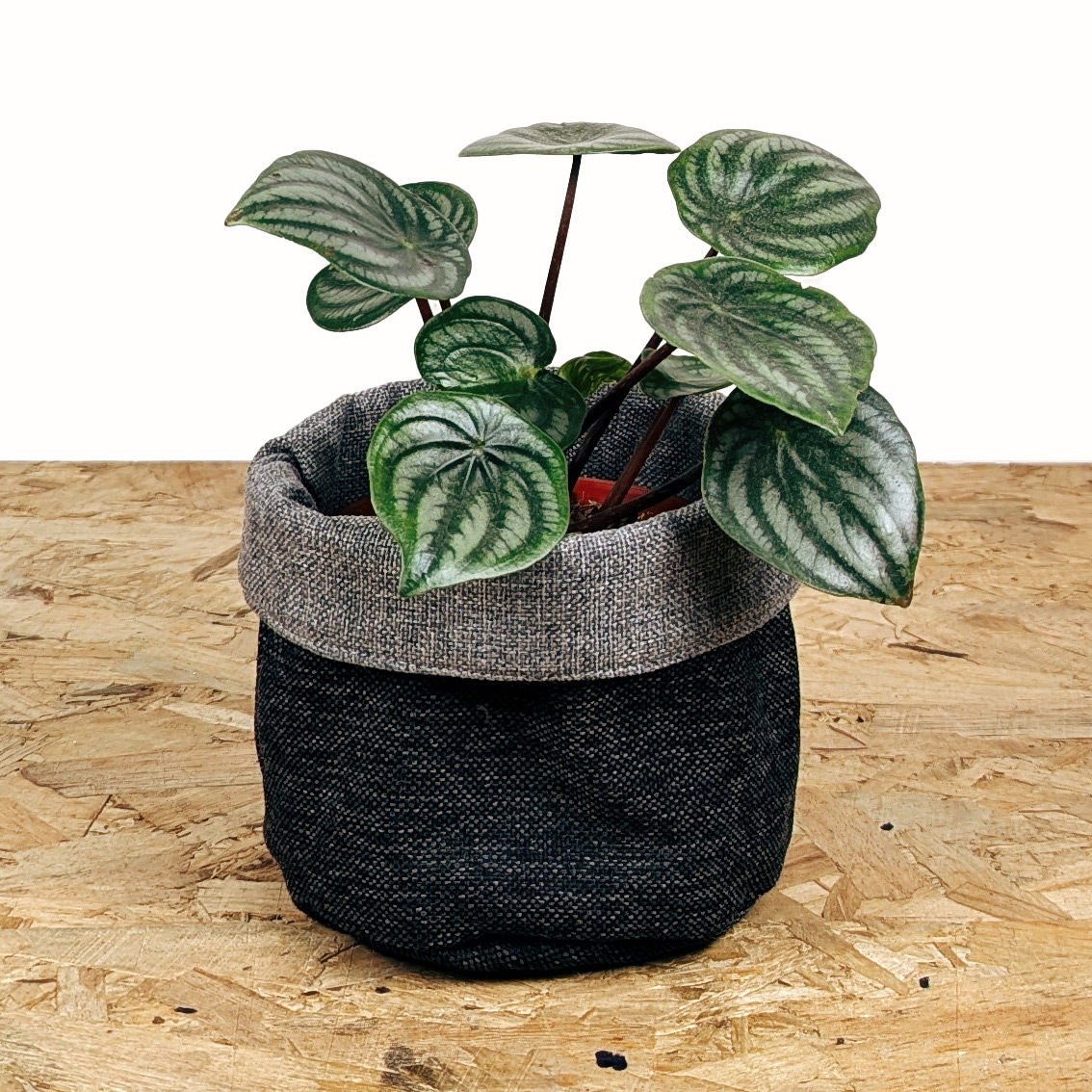 Kit Peperomia Sandia +Portamaceta de tela