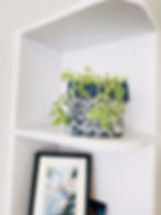 Miniatura: Aptenia Cordifolia Variegada