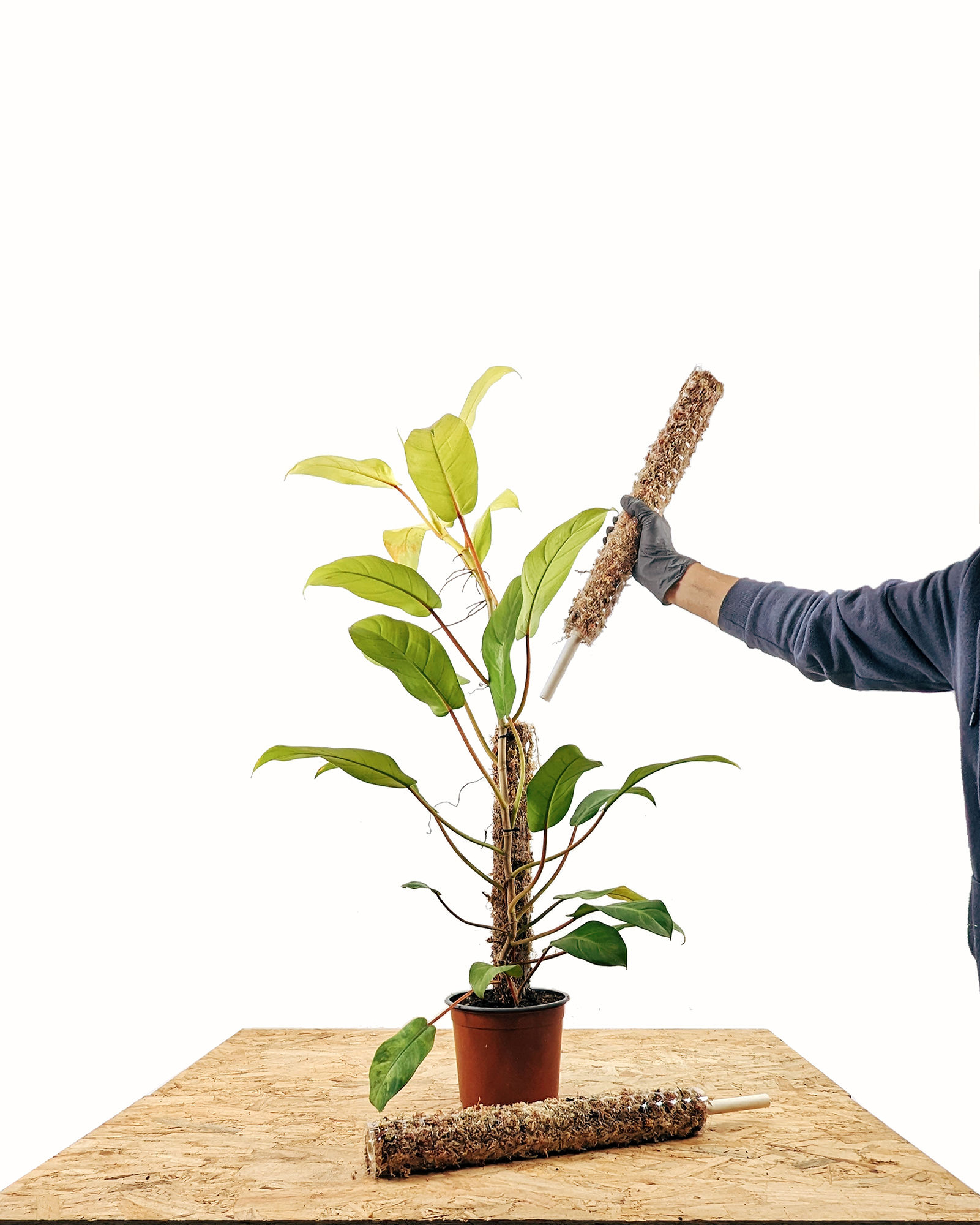 Tutor de musgo apilable