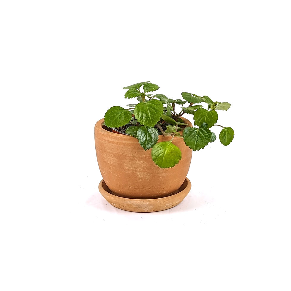 Miniatura: Macetas Dip Terracota