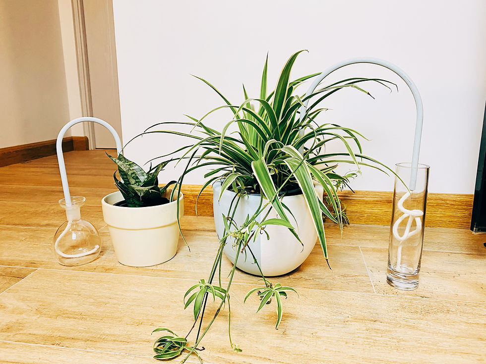 Miniatura: Auto Riego Celeste